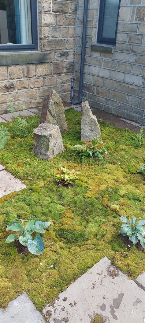 Mix Moss Lawn for partially shaded areas – Moss Clerks