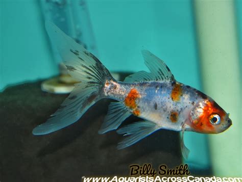 BLUE SHUBUNKIN (Carassius Auratus) 4" – Aquarists Across Canada