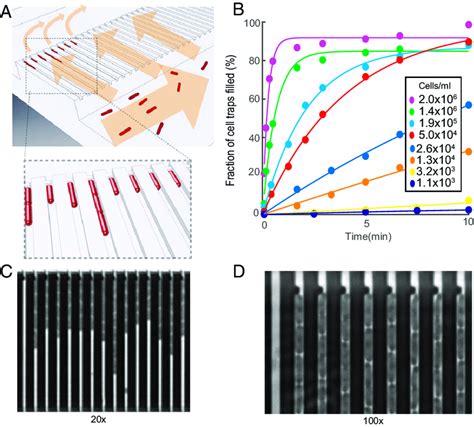 Design And Operation Details Of The Microfluidic Chip A Cartoon