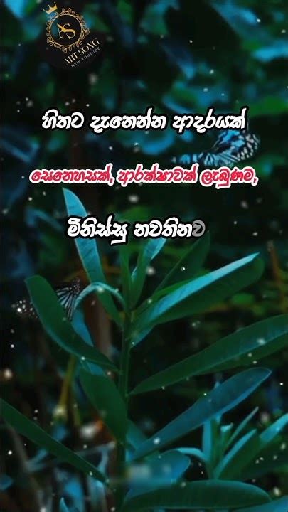 Sinhala Wadan🥀💞කතාව ඇත්ත නම් කියාගෙන යමුsinhala Trending Vadan