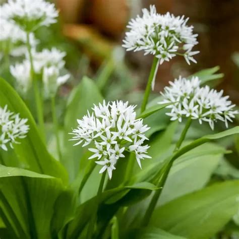 Αγρια σκορδοφυλλα Allium ursinum Forage gr