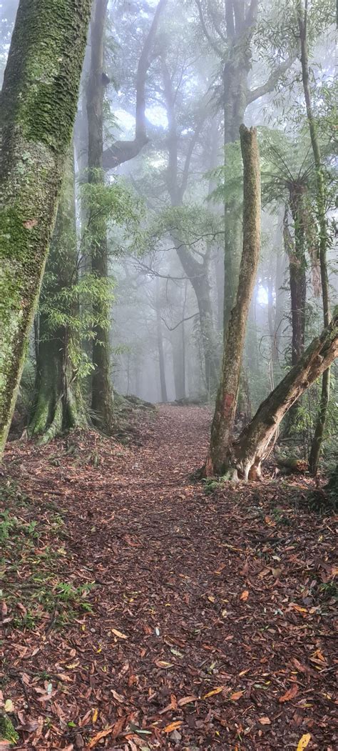 Manawatu Gorge Track Manawatu Wanganui Trails Photo Gallery Wild