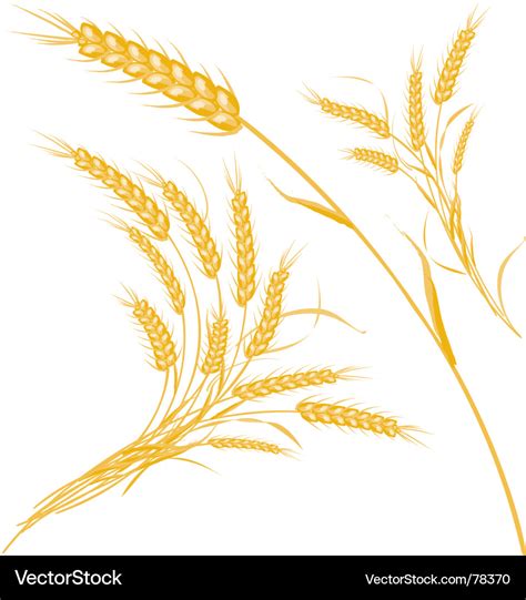 Wheat Royalty Free Vector Image - VectorStock