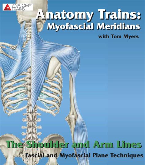 The Shoulder And Arm Lines Fascial And Myofascial Plane