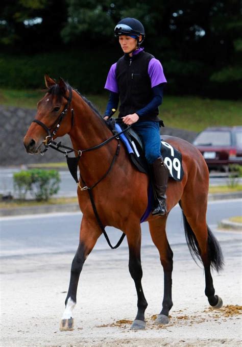 【pog】マカヒキ水準以上の動き競馬・レースデイリースポーツ Online