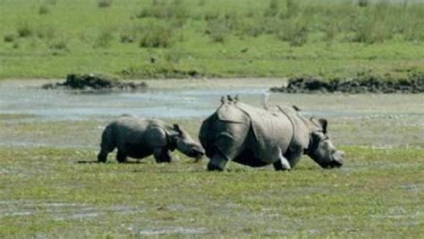 Agency News | Assam Floods 2020: 66 Animals Die as Flood Waters Submerge Kaziranga National Park ...