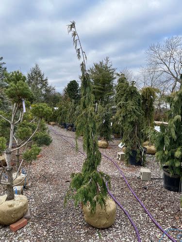 Cupressus Nootkatensis Green Arrow Green Arrow Weeping Alaskan