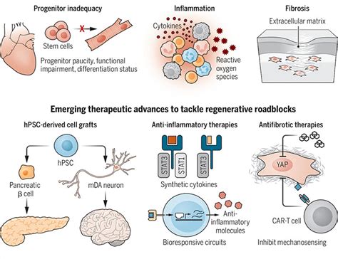 Nanotechnology-Driven Cell-Based Therapies In Regenerative, 42% OFF