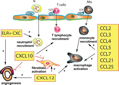 The Role Of The Chemokines In The Infarcted Myocardium Induction Of