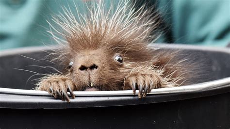 This is what a baby porcupine looks like… | OverSixty