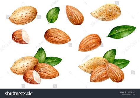 6,297 Watercolor Almond Images, Stock Photos & Vectors | Shutterstock