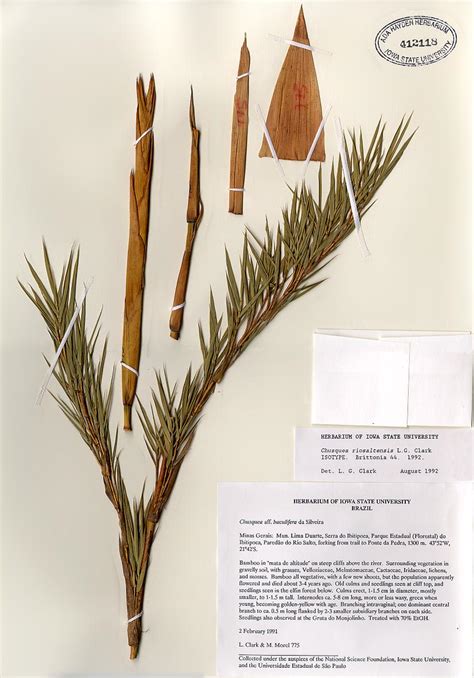 Example Herbarium Sheets Ada Hayden Herbarium