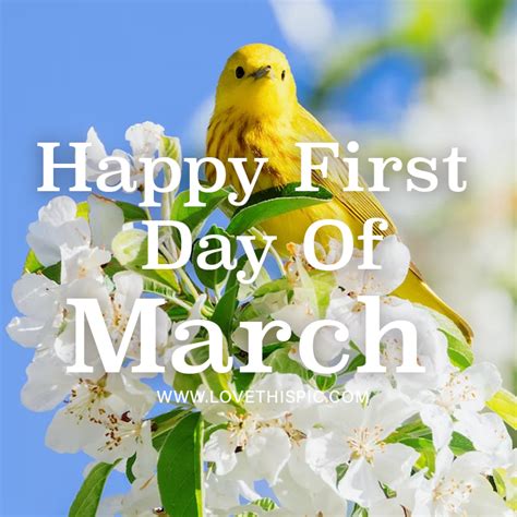 yellow perched bird happy  day  march pictures
