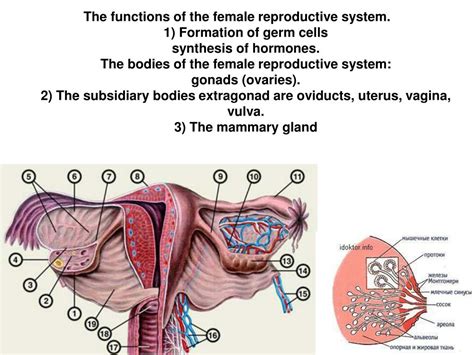 Diagram Of Female Reproductive System Internal And External