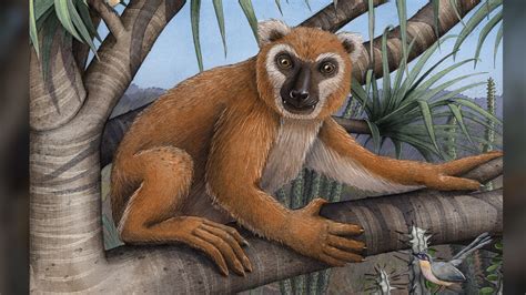 This giant, leaf-eating lemur was the size of a human and had paws like ...