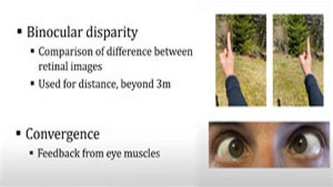 Binocular Cues What They Are And How They Influence Perception