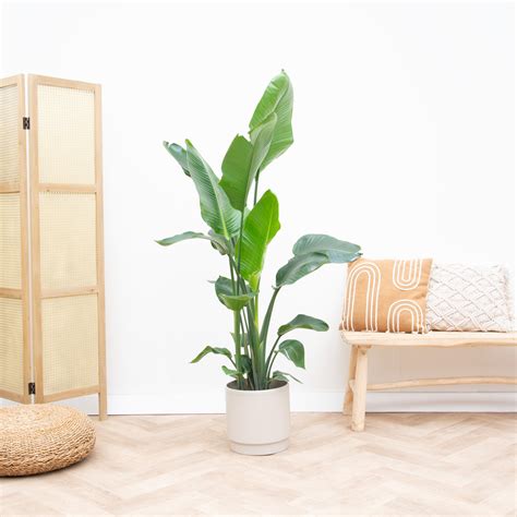 Combi Deal Strelitzia Nicolai Including Sense Pot 180 Cm Green Bubble