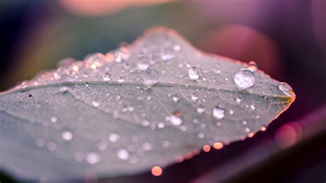 Water Drops On Green Leaf Photo Macro Depth Of Field Leaves Water