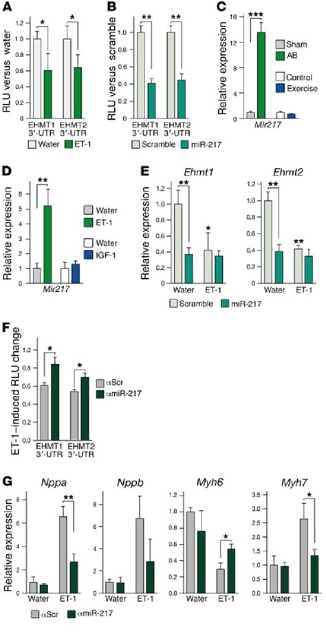 Downregulation Of Ehmt1 2 By Mir 217 Is Required For Hypertrophy Download Scientific Diagram