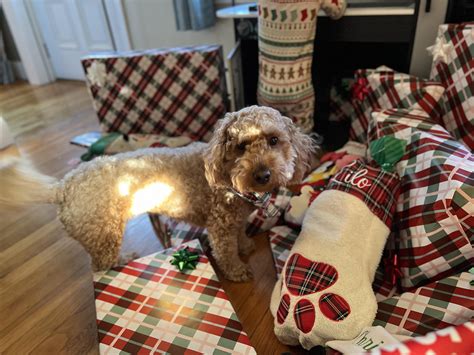 Merry Christmas From Lilo Rgoldendoodles