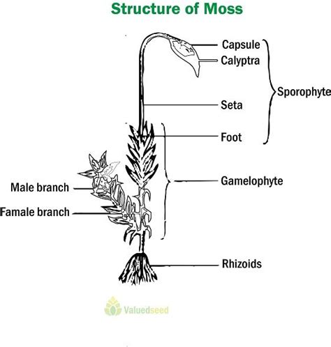 Labeled Diagram Of Moss Plant At Tressa Russell Blog