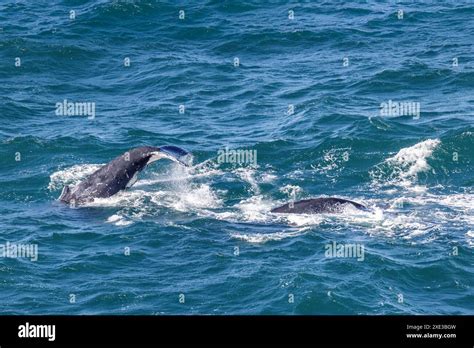 Humpback Whales Migrating North Along The East Australian Coast Stock