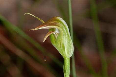 Native Ground Orchids