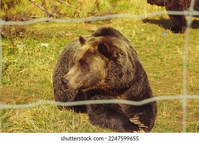 Brown Grizzly Bear Face Side Profile Stock Photo 2247599655 | Shutterstock