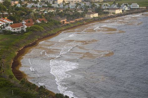 Record Amount Of Seaweed Is Choking Shores In The Caribbean