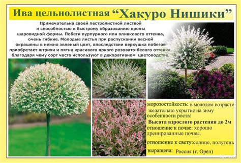 Ива хакуро нишики на штамбе - фото и картинки: 64 штук