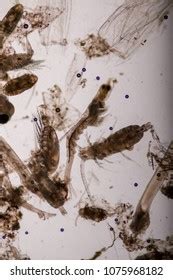 Mysis Zooplankton Under Microscope Stock Photo 1075968182 | Shutterstock