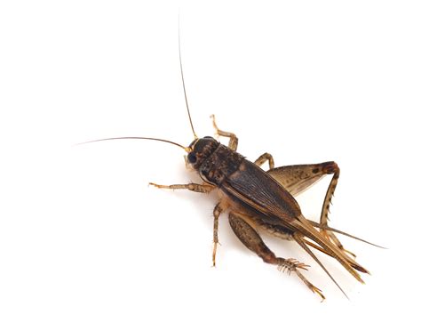 Fascinating Facts About Cricket Insects