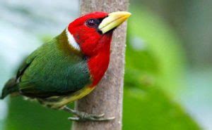 Birding In Rwanda Rwanda Safaris Tours Rwanda Birding Tours