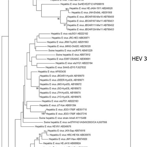 Phylogenetic Tree Based On The End Of The Orf Sequence Of Hev And