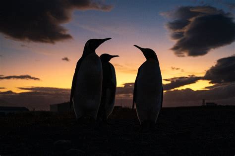 They Survived The Hunters Now King Penguins Face Climate Change