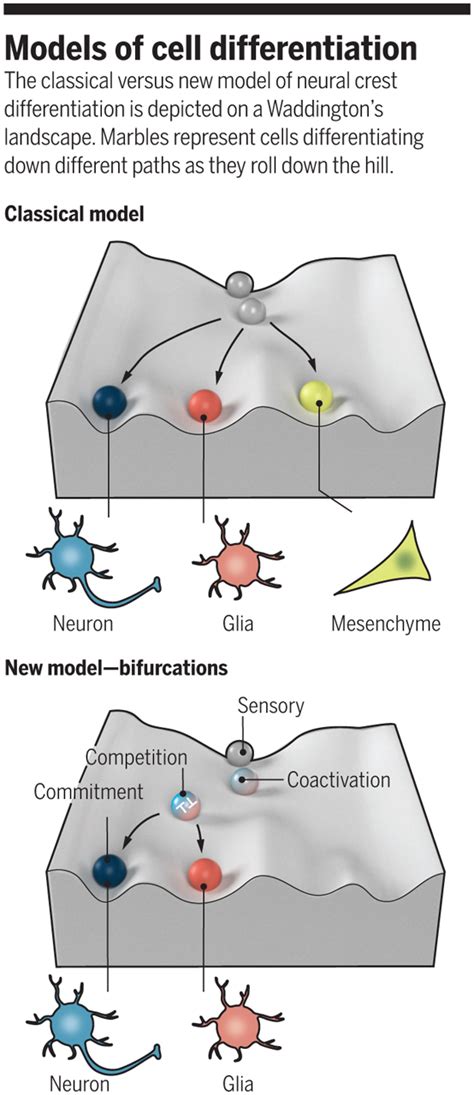 Cell Fate Decisions During Development Science