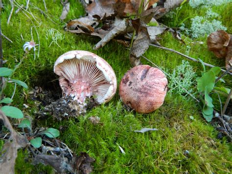 Hygrophorus Russula The Ultimate Mushroom Guide