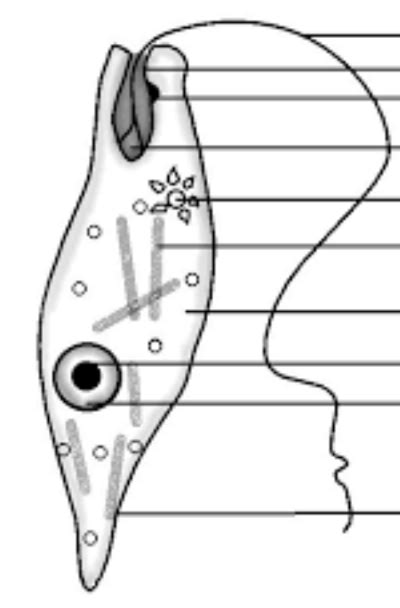 Euglena Labeling - Kingdom Protista Diagram | Quizlet