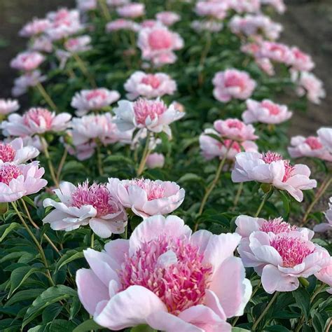 Пионы – Растения 26