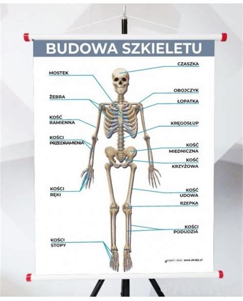 Plansza Polskie Symbole Narodowe