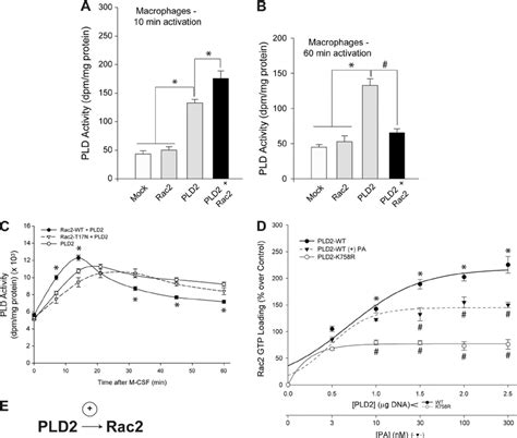 A Dual Effect Of Rac2 On PLD2 Lipase Activity Primary Cells BMDM