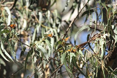 Premium Photo Butterfly Migration In California Migration From Mexico