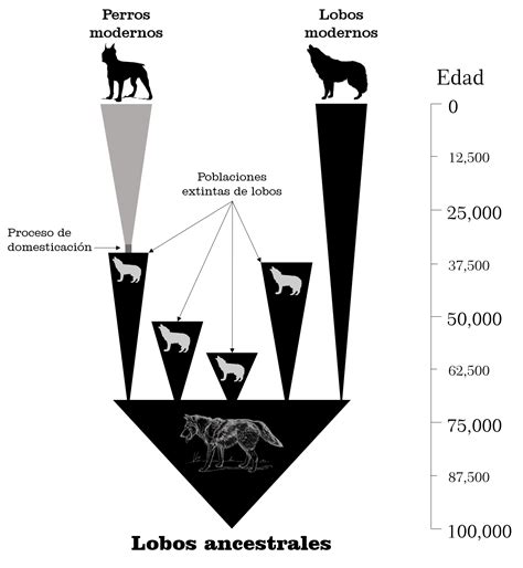 De D Nde Viene Tu Perro El Origen De Los Perros Dom Sticos