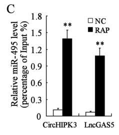 The Regulatory Network Among CircHIPK3 LncGAS5 And MiR 495 Promotes