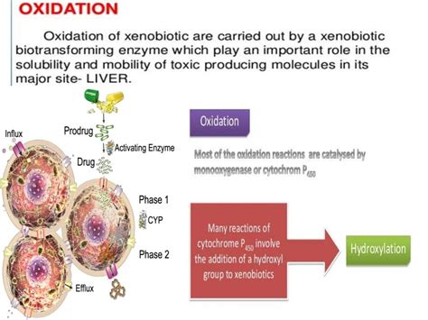 Xenobiotics