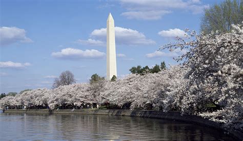 quiz       cherry blossoms   national mall