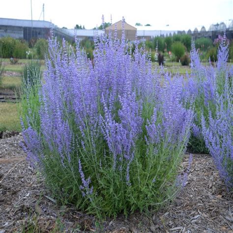 Perovskia Atriplicifolia Blue Jean Baby Russian Sage SiteOne