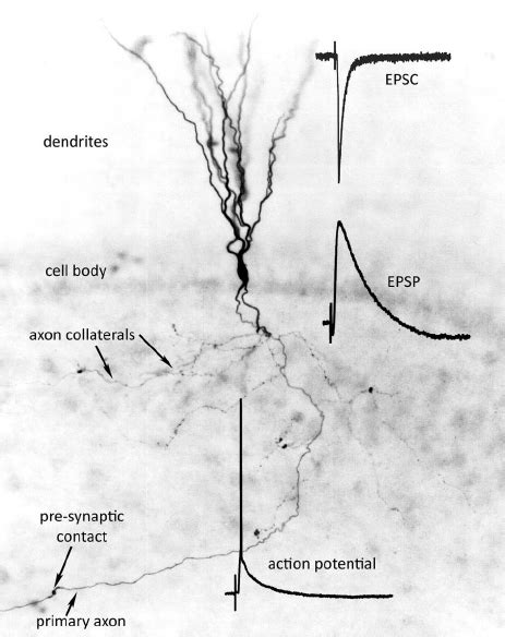 Intracellularly Filled Hippocampal Dentate Granule Cell Providing