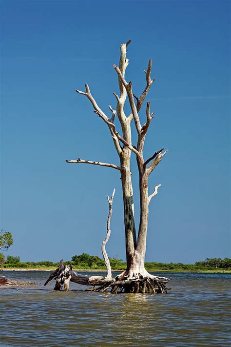 Stark Tree Photograph By Sally Weigand Pixels