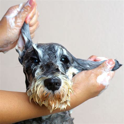 Best Dog Shampoo • Reviews & Buying Guide for 2024 • Dogoka